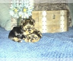 Small Photo #1 Yorkshire Terrier Puppy For Sale in STKN, CA, USA