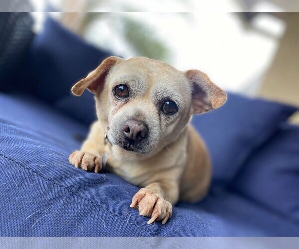 Medium Photo #12 Chihuahua Puppy For Sale in  Ramona, CA, USA
