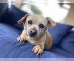 Small Photo #12 Chihuahua Puppy For Sale in  Ramona, CA, USA