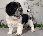 Small #3 Cocker-Pei