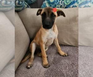 Mutt Dogs for adoption in Tustin, CA, USA