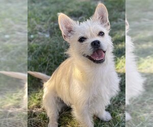 Mutt Dogs for adoption in La Verne, CA, USA