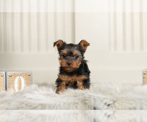 Medium Photo #5 Yorkshire Terrier Puppy For Sale in WARSAW, IN, USA