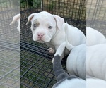 Small #9 American Bully