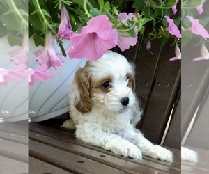 Cavapoo Puppy for sale in GRABILL, IN, USA