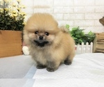 Small #5 Pomeranian