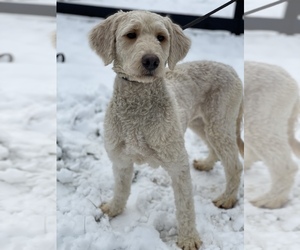 Labradoodle Dogs for adoption in CHANTILLY, VA, USA