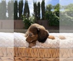 Small Photo #10 Dachshund Puppy For Sale in NORTH HIGHLANDS, CA, USA