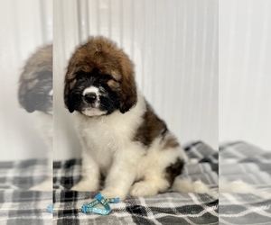 Saint Berdoodle Puppy for sale in NEW BERN, NC, USA