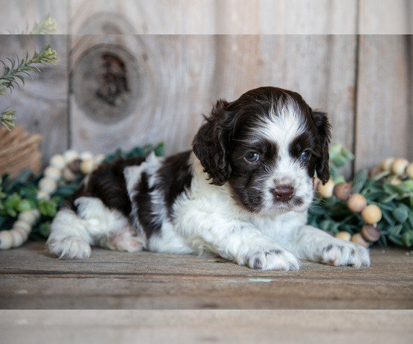 Medium Photo #1 Cocker Spaniel Puppy For Sale in BALTIC, OH, USA