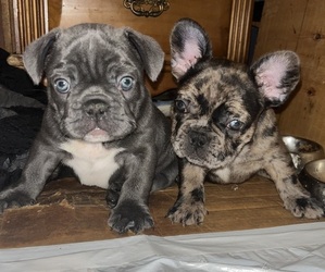 French Bulldog Puppy for sale in CHELTENHAM, PA, USA