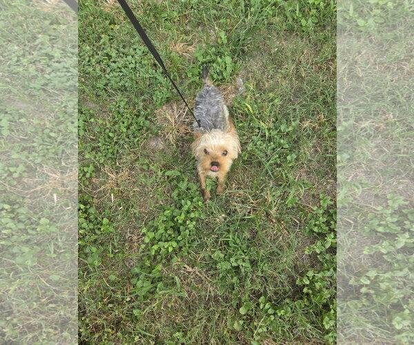 Medium Photo #3 Mutt Puppy For Sale in Spring, TX, USA