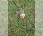 Small Photo #3 Mutt Puppy For Sale in Spring, TX, USA