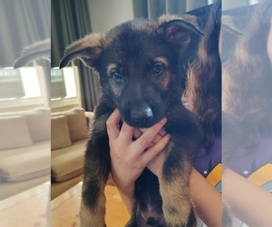 Medium German Shepherd Dog