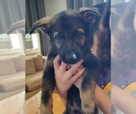Puppy Buckey German Shepherd Dog