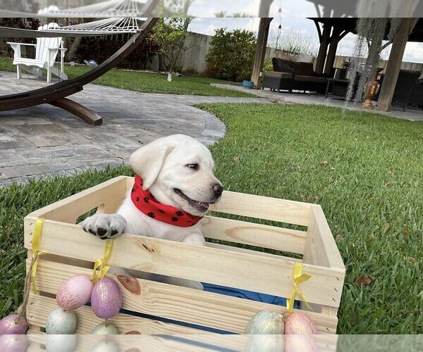 Medium Photo #6 Labrador Retriever Puppy For Sale in MIAMI, FL, USA