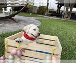 Small Photo #6 Labrador Retriever Puppy For Sale in MIAMI, FL, USA