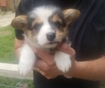 Small Photo #10 Pembroke Welsh Corgi Puppy For Sale in MCMINNVILLE, TN, USA