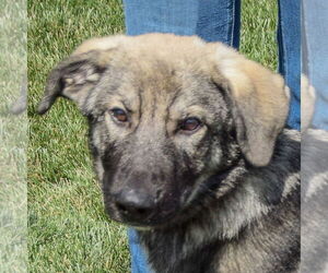 Medium German Shepherd Dog