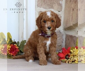 Goldendoodle (Miniature) Puppy for sale in LITITZ, PA, USA