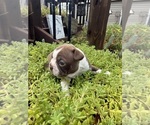 Small #6 Boston Terrier