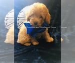 Small Photo #4 Goldendoodle Puppy For Sale in RUSKIN, FL, USA