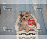 Small Photo #17 Pomeranian Puppy For Sale in SANGER, TX, USA