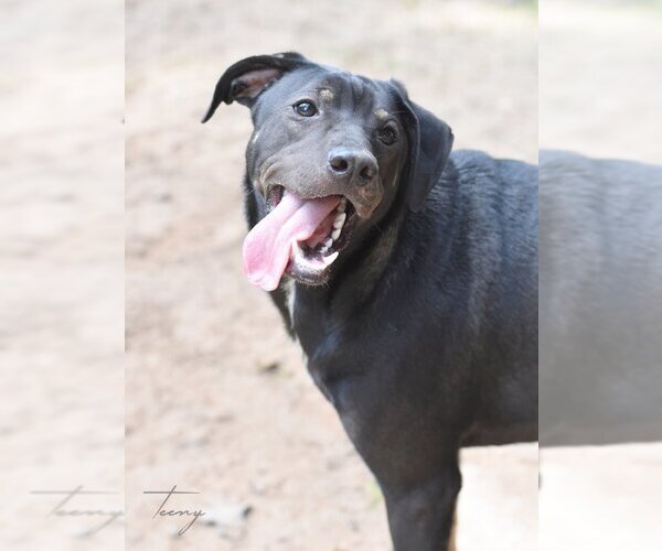 Medium Photo #5 Mutt Puppy For Sale in The Woodlands, TX, USA