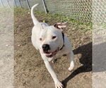 Small #6 American Pit Bull Terrier Mix