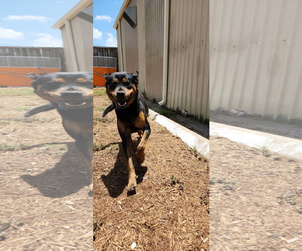 Medium Photo #10 Rottweiler-Unknown Mix Puppy For Sale in Houston, TX, USA