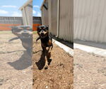 Small #9 Rottweiler Mix