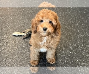 Medium Poodle (Miniature)