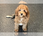 Puppy Nacho AKC Poodle (Miniature)