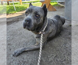Mastiff-Unknown Mix Dogs for adoption in Long Beach, CA, USA