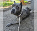 BENTLEY - Female Mastiff-Unknown Mix Dog for Adoption - Small photo