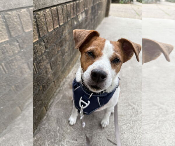 Medium Photo #1 Mutt Puppy For Sale in Philadelphia, PA, USA