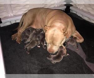 Mother of the American Bully puppies born on 07/21/2023