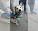 Small #15 Siberian Husky Mix