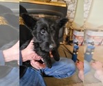 Small Photo #5 Scottish Terrier Puppy For Sale in NEOSHO, MO, USA