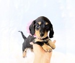 Small #7 Dachshund