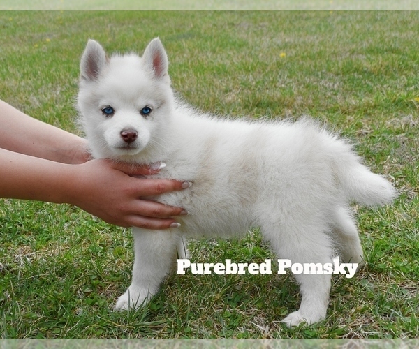 Medium Photo #2 Pomsky Puppy For Sale in KANSAS CITY, MO, USA