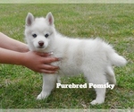 Small #1 Pomsky