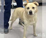 Small Labrador Retriever-Retriever  Mix