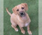 Small Photo #4 Colonial Cocker Spaniel-Unknown Mix Puppy For Sale in San Diego, CA, USA