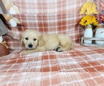 Small #2 Golden Retriever
