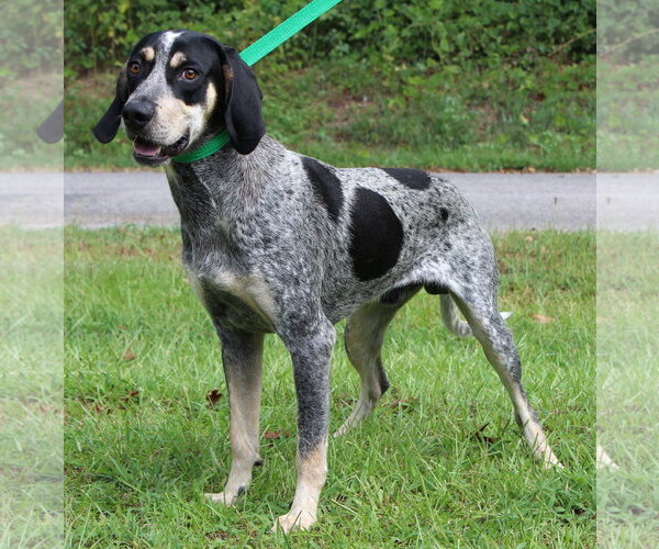 Medium Photo #1 Bluetick Coonhound-Unknown Mix Puppy For Sale in Prattville, AL, USA