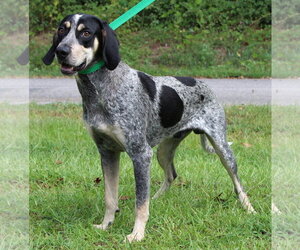 Bluetick Coonhound-Unknown Mix Dogs for adoption in Prattville, AL, USA