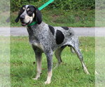 Small Bluetick Coonhound Mix