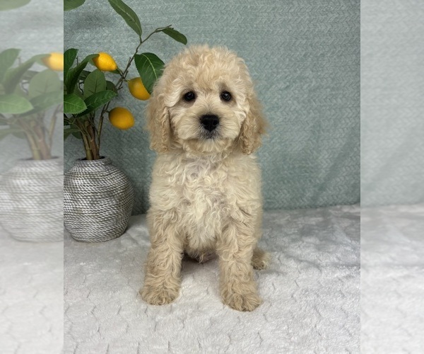 Medium Photo #2 Cavapoo Puppy For Sale in FRANKLIN, IN, USA