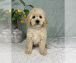 Small #1 Cavapoo